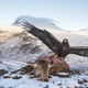 A golden eagle feeds on its fresh catch in Assynt, Scotland.